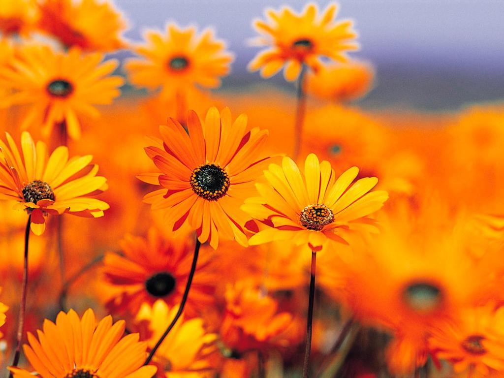 شقة Fior Di Sole Maracalagonis المظهر الخارجي الصورة